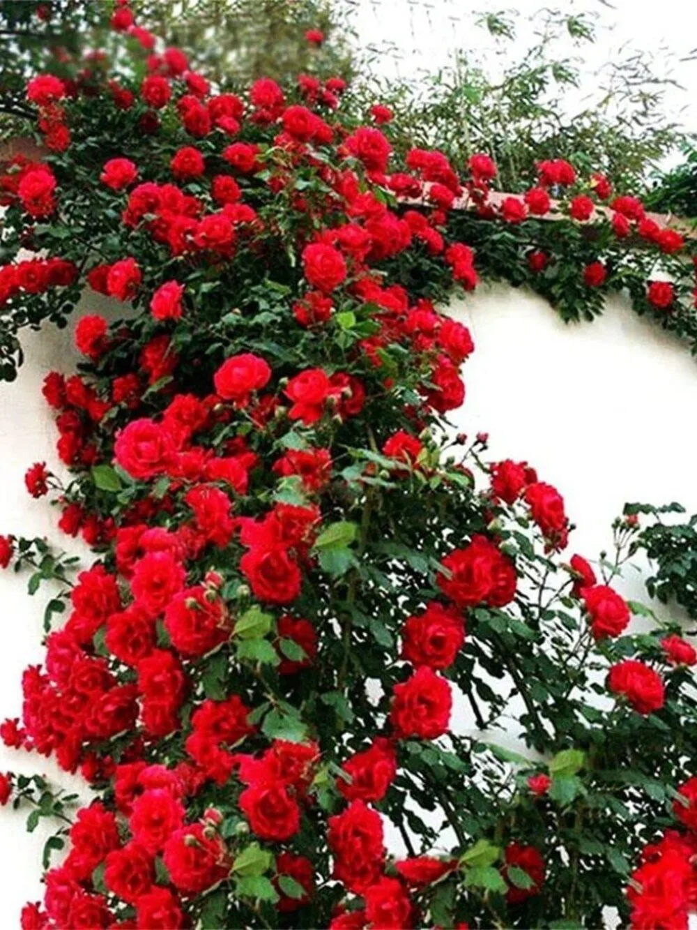 100Pcs Mix Climbing Rose Rosa Bush Vine Climber Fragrant Butterfly Flower Seeds